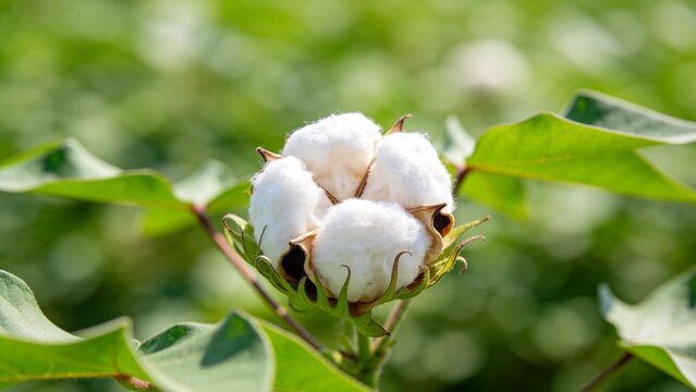 Cotton plant with open boll