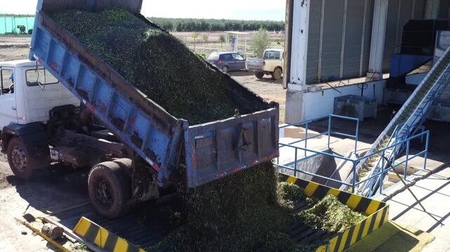 Aerial view of a dump truck unloading a large quantity of freshly harvested green olives into a hopper at an industrial processing plant for the production of extra virgin olive oil