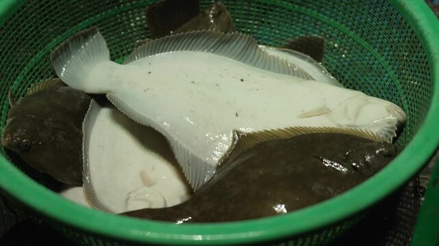 Cinematic slow motion of a fresh flounder jumping and flipping in a plastic basket [4K]