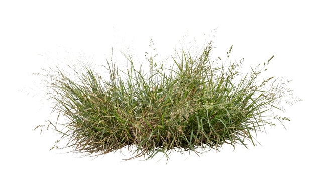 Dense clump of wild green grass with seed heads for garden landscaping, nature background, and architectural 3D visualization concept isolated on black