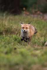 Obraz premium Cute Red Fox, Vulpes vulpes in fall forest. Beautiful animal in the nature habitat. Wildlife scene from the wild nature. Red fox running in orange autumn leaves