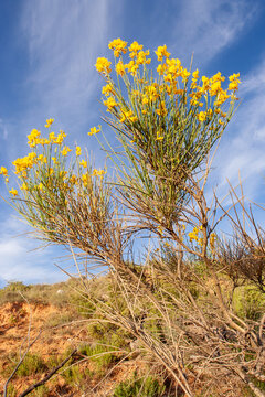 Blooming Spanish broom (Spartium junceum) on the slopes of Sainte-Victoire mountain, Provence, southern France.