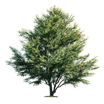 Lush Alder Tree on Transparent Background, PNG File for Designs