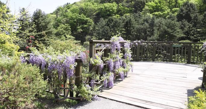 Morning calm garden, beautiful park in Gyeonggi-do, Gapyeong, South Korea