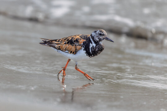 Ruddy turnstone (Arenaria interpres) searching for food on the beach in the Camargue, France.