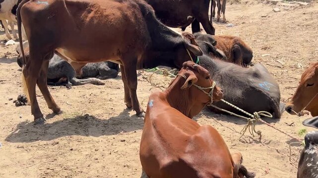 cows and calves is for sale in the cattle market. 4k vide0