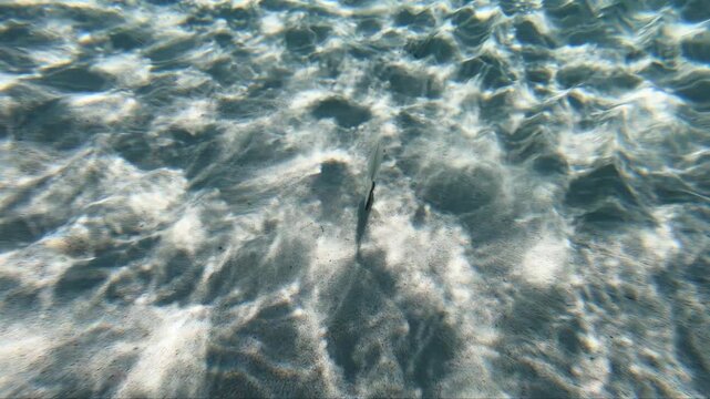 Underwater slow motion video of white seabream (Diplodus sargus) fish swimming at the shallow water over sea bottom in the sun waves. Crete, Greece.