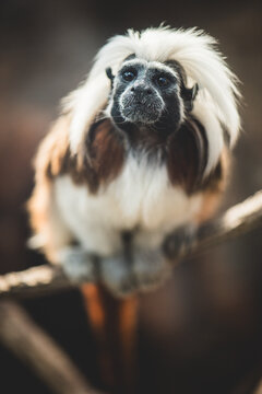Portrait of a Cotton-top Tamarin (Saguinus oedipus) Sitting on a Branch