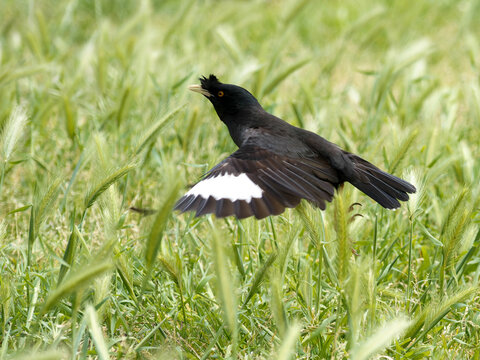 Mainate hupp&eacute; (Acridotheres cristatellus) en vol au-dessus de la v&eacute;g&eacute;tation &agrave; Lisbonne