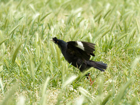 Mainate hupp&eacute; (Acridotheres cristatellus) en vol au-dessus de la v&eacute;g&eacute;tation &agrave; Lisbonne