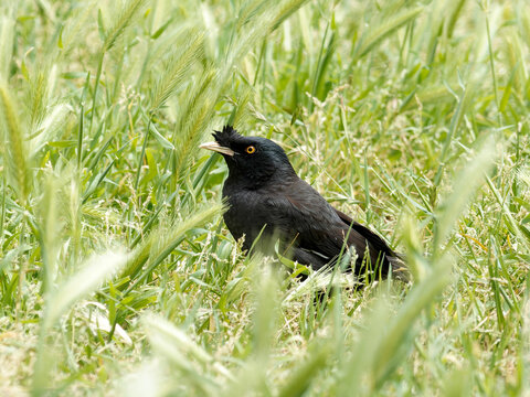 Mainate hupp&eacute; (Acridotheres cristatellus) en vol au-dessus de la v&eacute;g&eacute;tation &agrave; Lisbonne