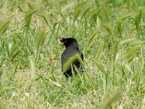 Mainate hupp&eacute; (Acridotheres cristatellus) en vol au-dessus de la v&eacute;g&eacute;tation &agrave; Lisbonne