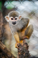 Obraz premium Cute squirrel monkey (Saimiri sciureus) perched on a branch in an enclosure