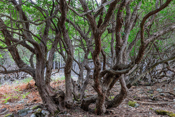 Obraz premium Arbutus unedo. Strawberry tree, detail of the trunks with their scaly bark.