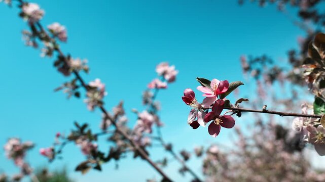 Flowering of Sievers apple trees in the Botanical Garden of Almaty.