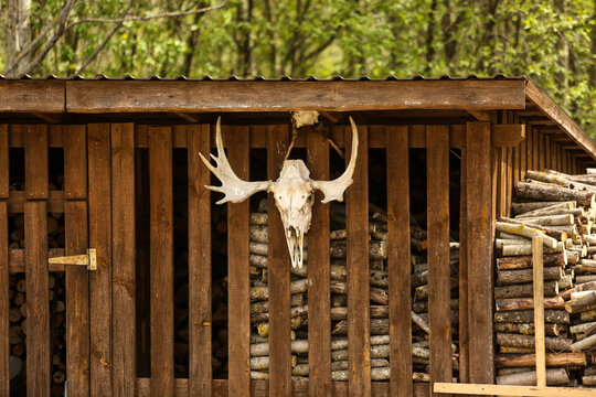 Moose skull with antlers hanging on a barn wall, hunting trophy in a natural rural setting