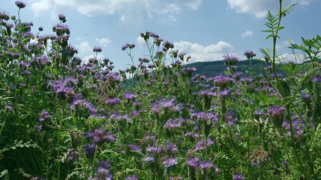 bees on phacelia flowers at edge of cereal field in summer