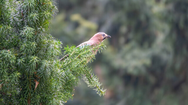Bio Diversity - Garden Birds - A Eurasian Jay looking out of a green Tree