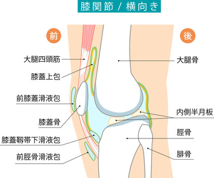 横から見た膝関節と各滑液包を表したイラスト