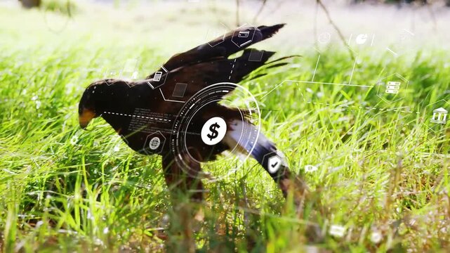 Hawk walking, foraging in grass, HUD dollar overlay fading in, tracking body, leaving for finance