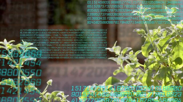 Leafy shrubs centering in sunlit patio, frames advancing and layering teal data grids for tech demo