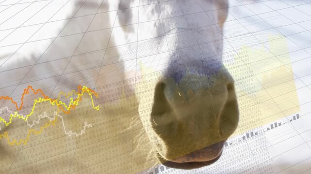 Light-colored horse muzzle investigating lens and turning, tech line graphs rippling with motion