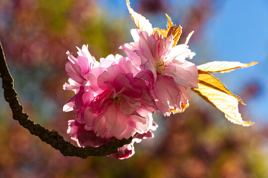 Kirsch Bl&uuml;ten.