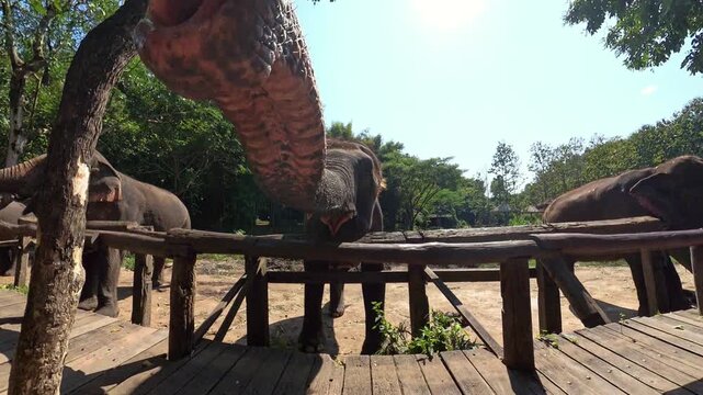 Elephant trunk reaching close on wooden platform at sanctuary. Asian elephant reaching its trunk very close to the camera on a wooden viewing platform with other elephants under green trees 