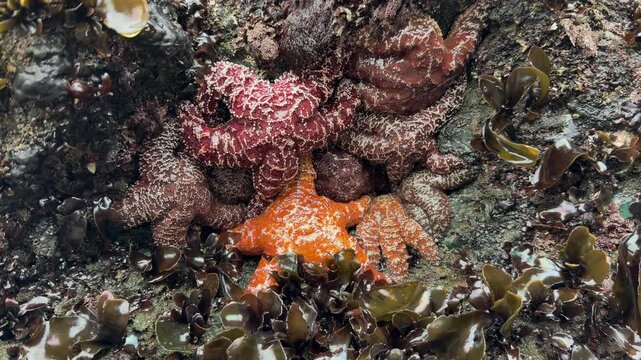 Ochre Sea Stars in California Tide Pool
