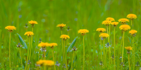 closeup yellow dandelion in the green grass © Yuriy Kulik