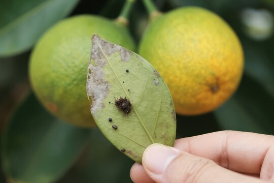 Hand holds damaged citrus leaf with tiny dark insects. Unhealthy green and yellow fruits grow on tree branch. Macro view shows pest infestation.