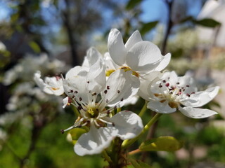 Obraz premium apple tree blossom