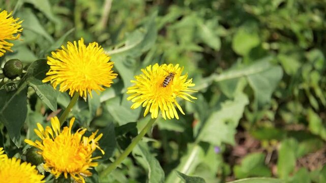 Honey Bee Flying and Foraging on Vibrant Yellow Dandelion Bloom in 4K Nature Background

