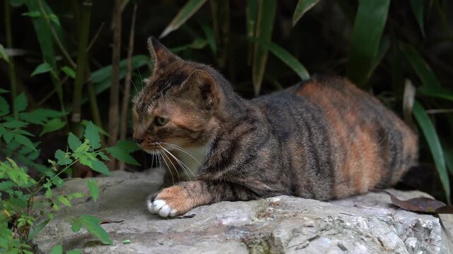 A tortoiseshell cat yawns and looks around