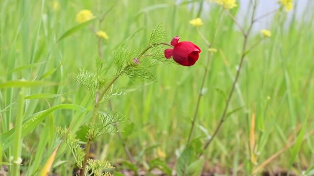 Adonis flammea is a self-growing flower on arid slopes and meadows in spring. It is known that he grew up in Diyarbakir, Sanliurfa and Mardin