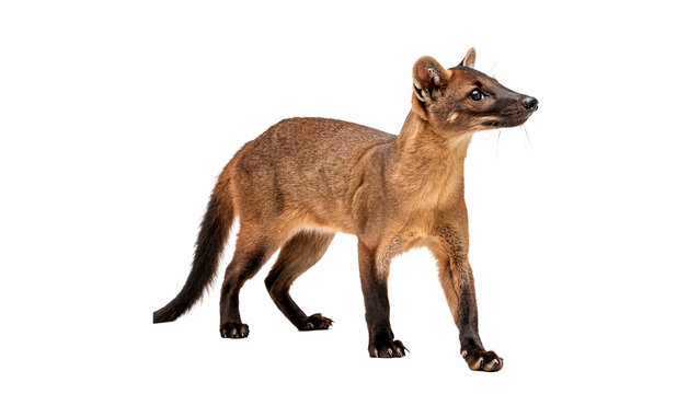 fossa isolated on transparent background cut out