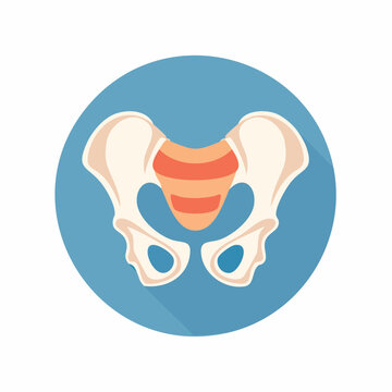 Human Pelvis Anatomy Icon