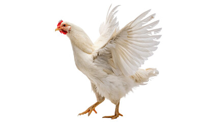 white chicken is seen flapping its wings isolated on transparent background cut out © Ivan