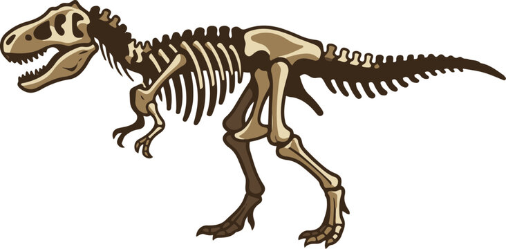 Side view illustration of a dinosaur skeleton fossil, highlighting detailed bones of a prehistoric carnivorous reptile for educational and scientific use.