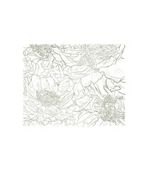 Fototapeta premium Vintage peony flower line art collection isolated on transparent background no bg