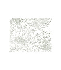 Obraz premium Vintage peony flower line art collection isolated on transparent background no bg