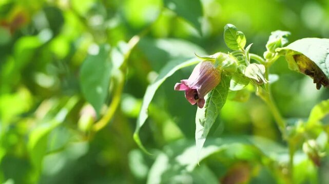 Honey bee pollinating a purple Scopolia carniolica flower in a sunny spring garden.
