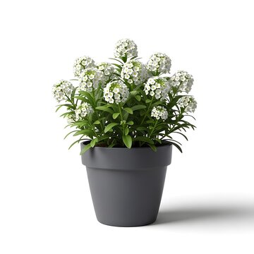 Sweet alyssum with white petals in dark gray flower pot standing on white studio surface.