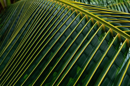 Green coconut palm leaf, Tropical foliage pattern with elegant diagonal lines and deep forest green tones.