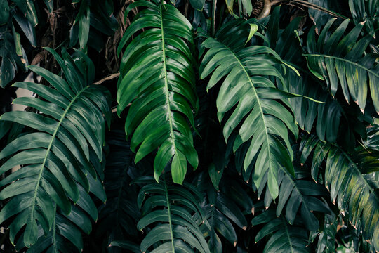 Lush Tropical leaves with deep teal and moody dark tones, Green foliage pattern background
