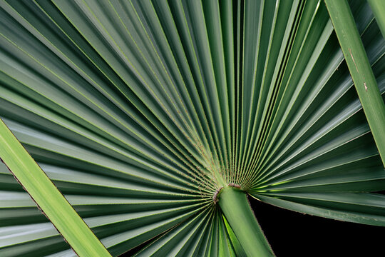 Palm leaf texture, Tropical foliage pattern with moody deep teal tones and artistic composition.