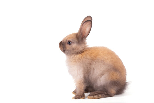 Easter Day Concept, rabbit on white background cute young rabbit brown rabbit isolated animal side view soft fur small mammal domestic rabbit studio photo sitting rabbit