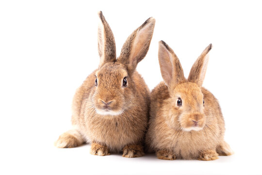 Easter Day Concept, rabbit pair brown rabbit fluffy animal isolated on white cute mammal pet animal wildlife furry ear small animal standing pose