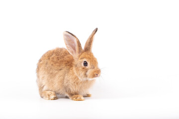 Obraz premium Easter Day Concept, brown rabbit on white background, cute small animal with upright ear and soft fur in studio isolated