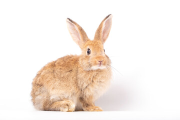 Fototapeta premium Easter Day Concept, brown rabbit portrait, isolated on white background, cute animal with long ear and soft fur, calm studio profile